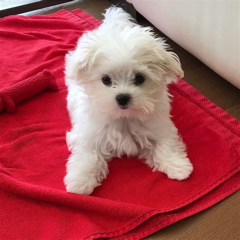 Maltese dog breeders near me - Feb 22, 2021 · Phone: 302-566-1010. Email: sales@thehappywoofer.com. Website: The Happy Woofer. 5. Petite Pups Kennel Pennsylvania. The last on the list of Maltese breeders in Pennsylvania is Petite Pups Kennel. A small breeder located in Loganton, Pennsylvania, Petite Pups Kennel, keeps puppies of various breeds. 